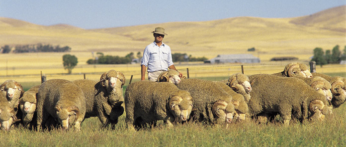 Peternakan Kambing Modern Di Australia