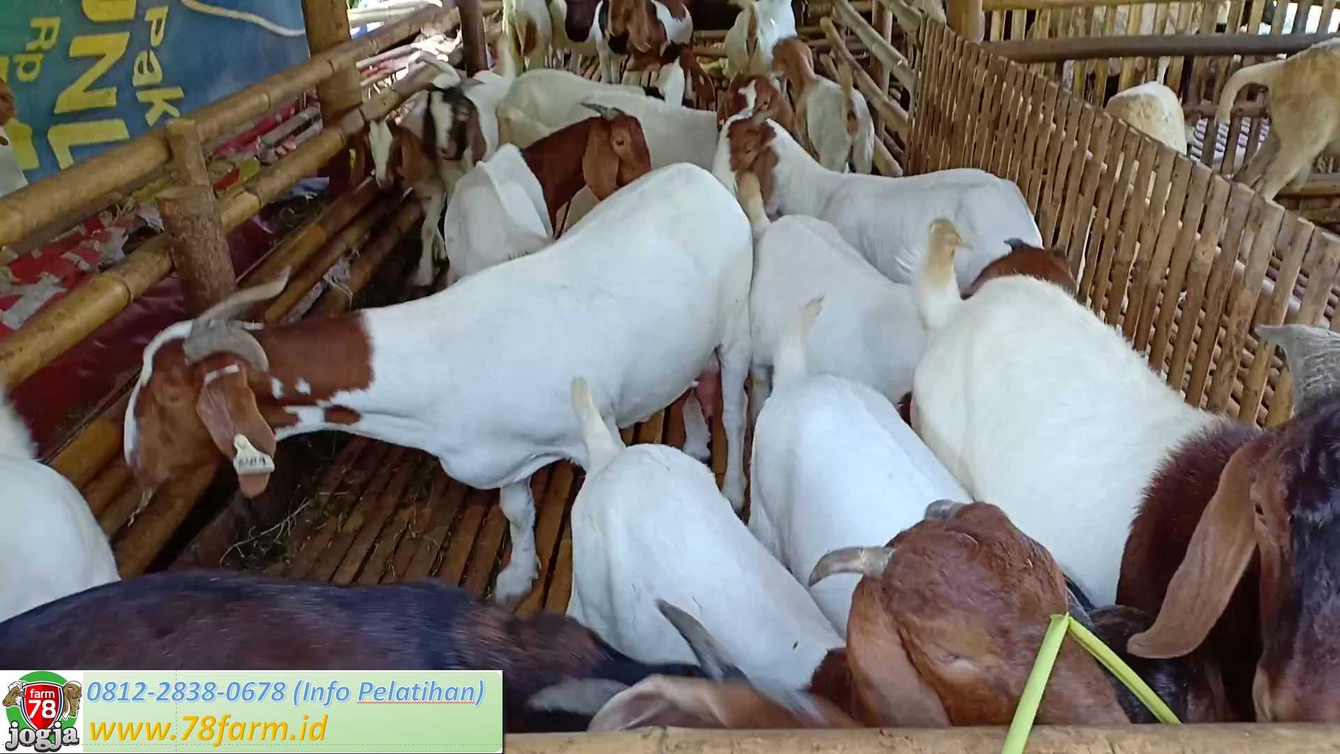 Penataran Peternakan Domba Garut Terbesar Yogya