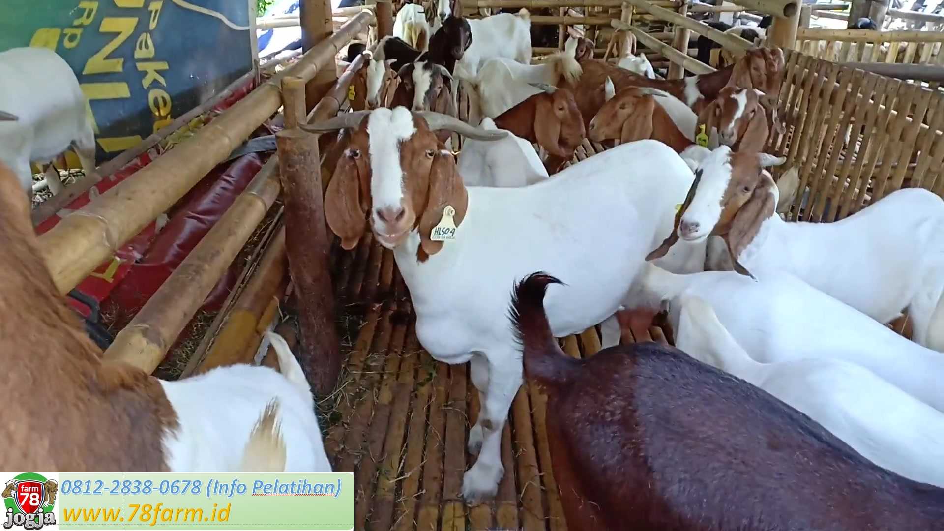 Pelatihan Peternakan Domba Garut Yogyakarta