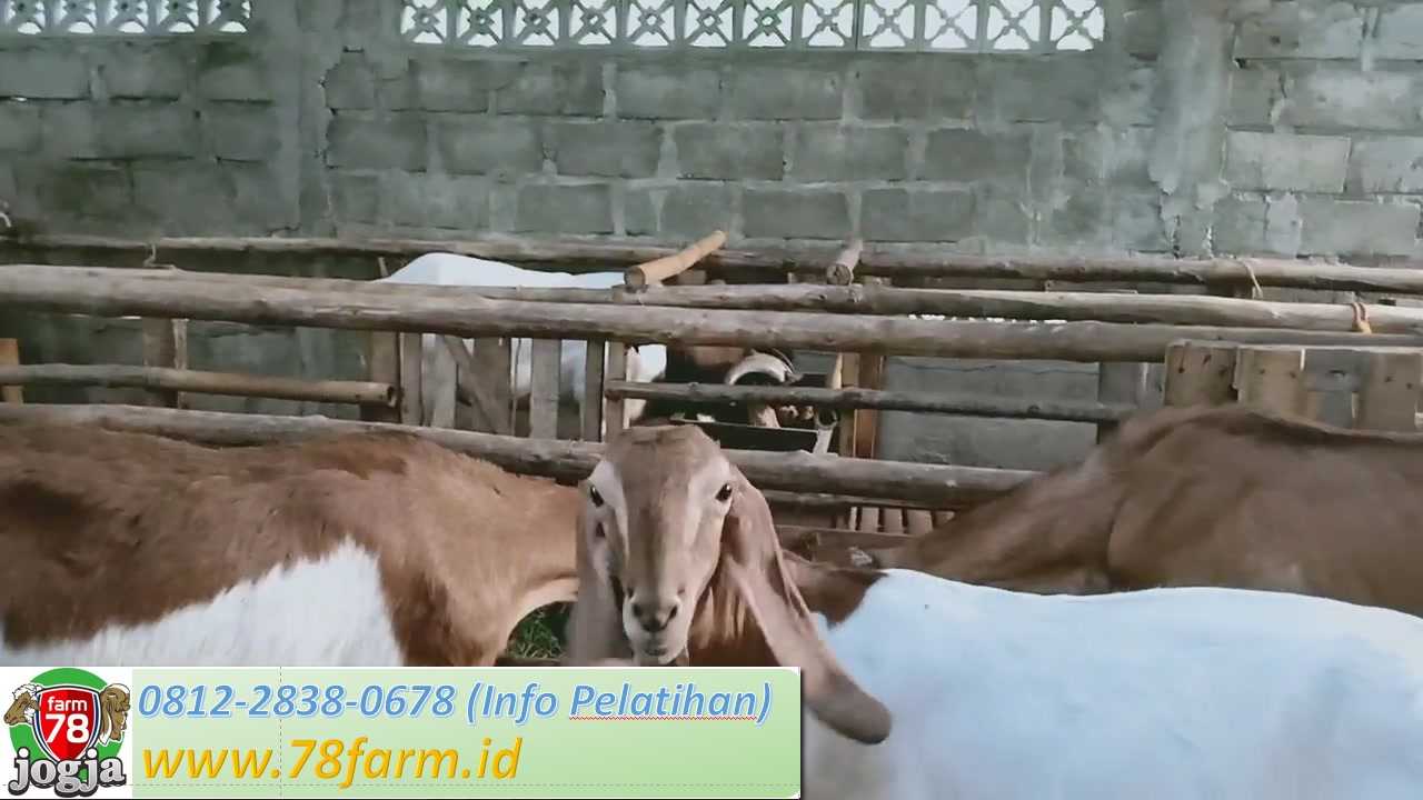 Pelatihan Ternak Kambing Potong Yogyakarta