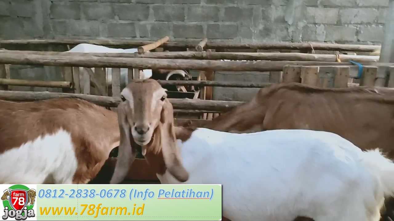 Sekolah Ternak Kambing Potong Yogyakarta
