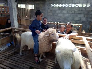Sekolah Ternak Domba Garut Jogjakarta